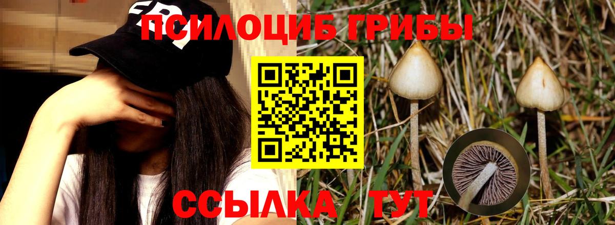 Галлюциногенные грибы Psilocybine cubensis  цена наркотик  Лесосибирск  Вход с VPN 